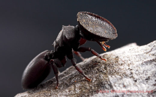 Click to enlarge Cephalotes