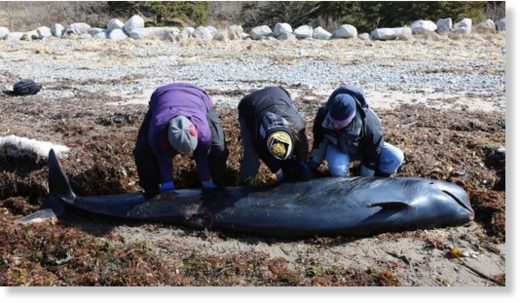 Click to enlarge The Marine Animal Response Team says it's believed a pilot whale that washed ashore in Nova Scotia could be a species that's rarely seen in northern waters. se Team