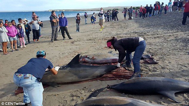 According to local authorities, 49 of them died on the coast of the El Doradillo Protected Natural Area while 12 were returned to the sea alive