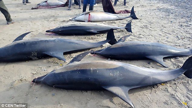 When they saw they were pecking at scores of dead dolphins lining the shore, they immediately called emergency services