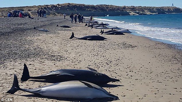 Coastal authorities acted quickly and managed to get as many dolphins back into the water as they could