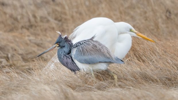 The tricoloured heron, sighted this weekend in Sambro Head, N.S., is more commonly found in the southeast United States.
