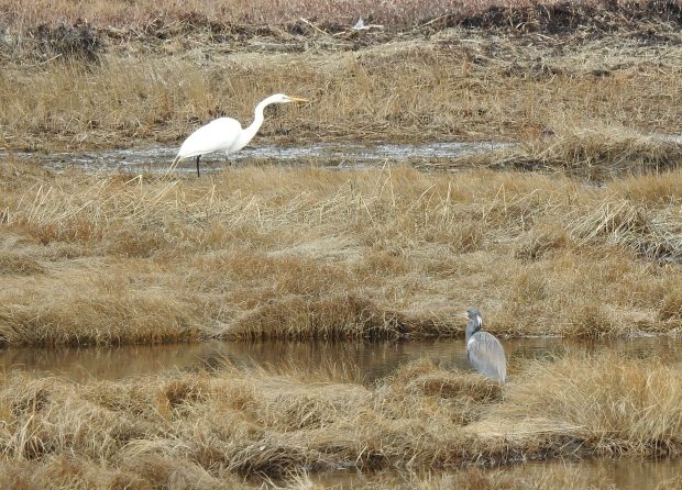 Birders were eager to get a look at the great egret, left, and a tricoloured heron, which happened to land in the same marsh in Sambro Head, N.S., not a usual location for either bird.