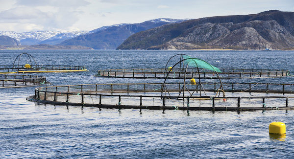 salmon farm