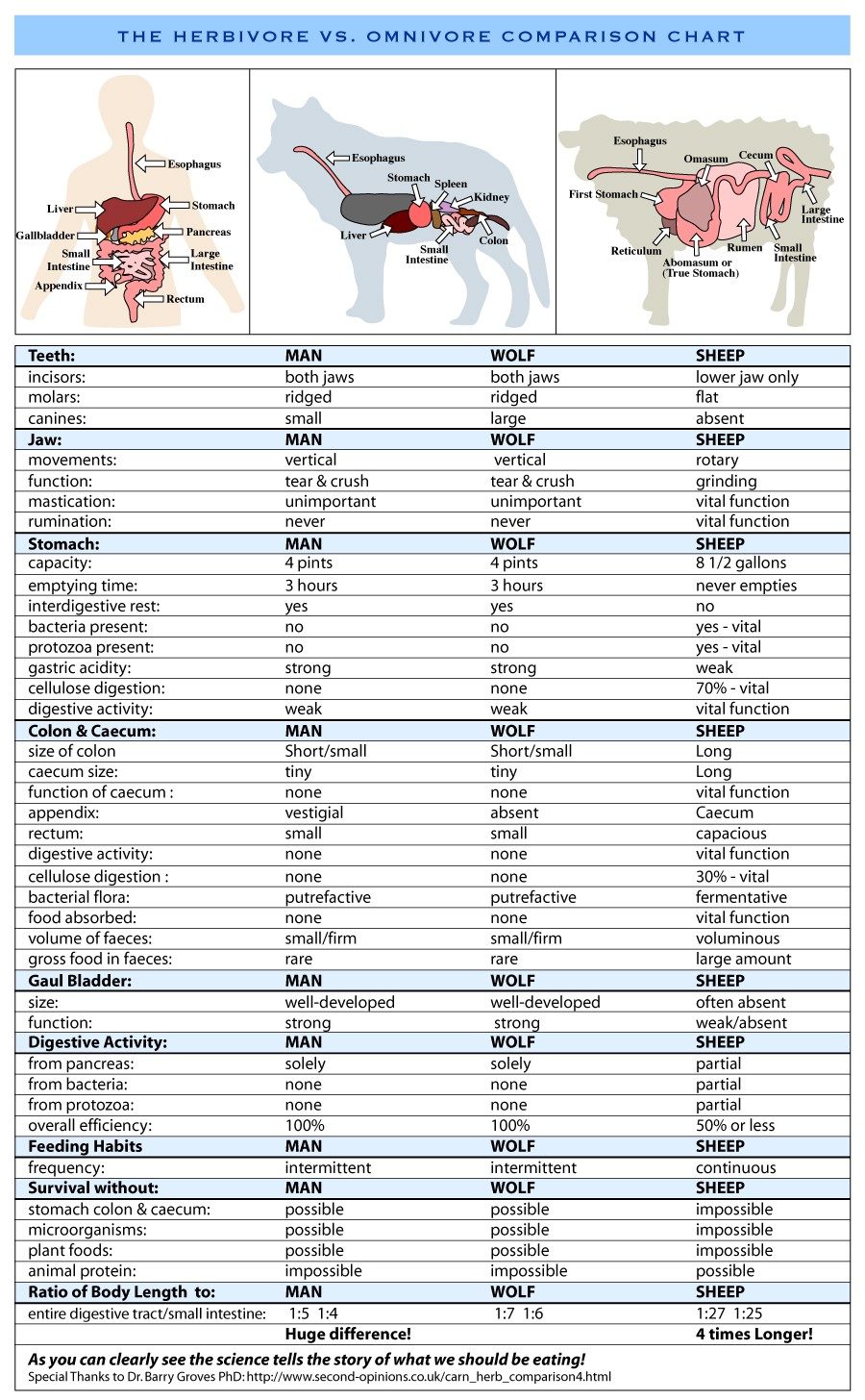 Herbivore vs omnivore comparison chart