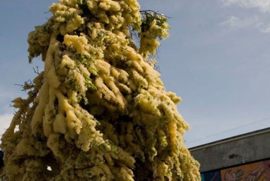Herring Egg Branches