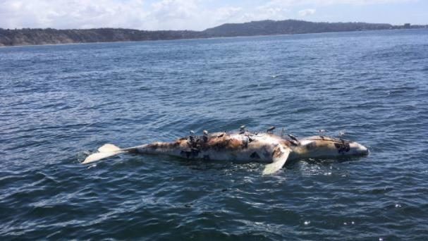 A dead whale was found off the coast of Black's Beach Monday morning.