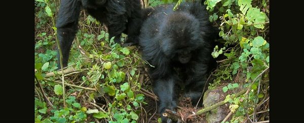 Click to enlarge Young gorillas