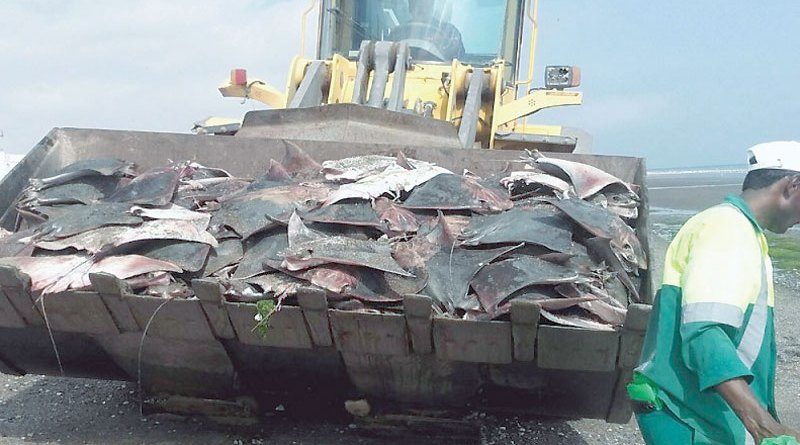 dead fish