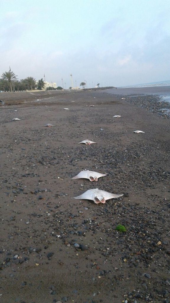 Click to enlarge DEAD FISH