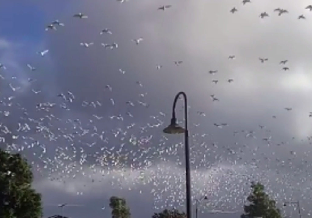 Click to enlarge Thousands of birds flee incoming storm in Australia