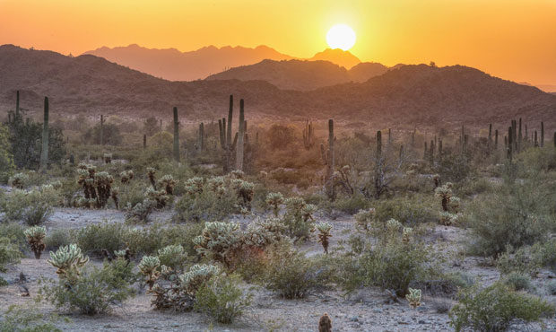 sonoran desert
