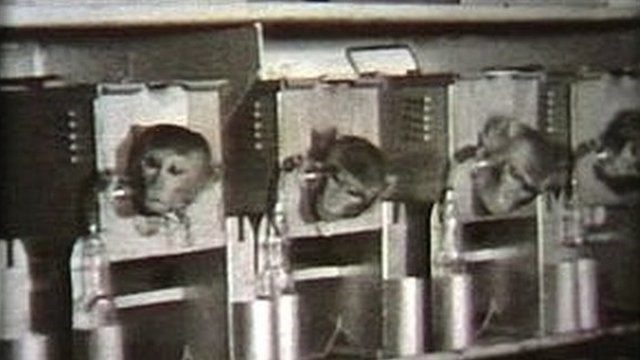 porton down experimental animals