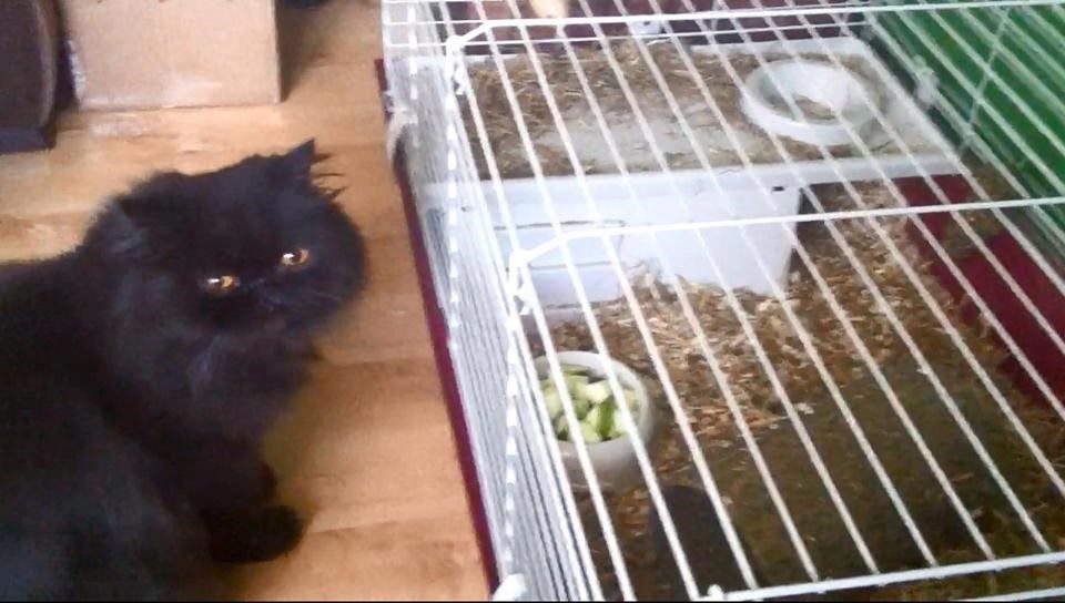 Skripal pets