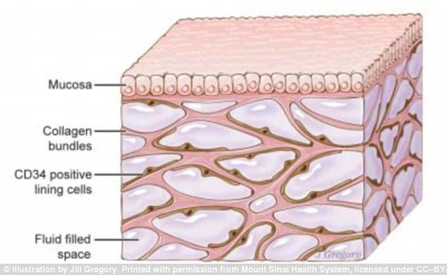 Click to enlarge the interstitium