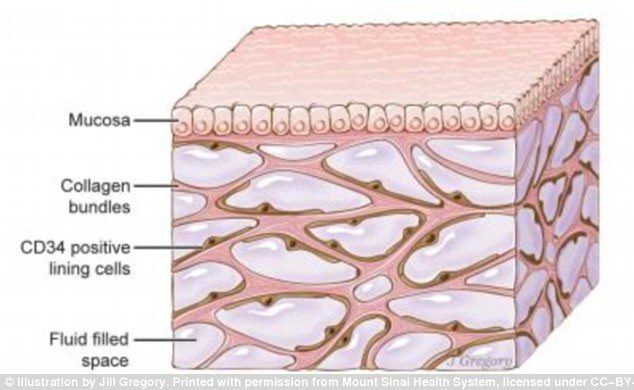 the interstitium