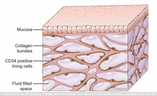 Click to enlarge the interstitium