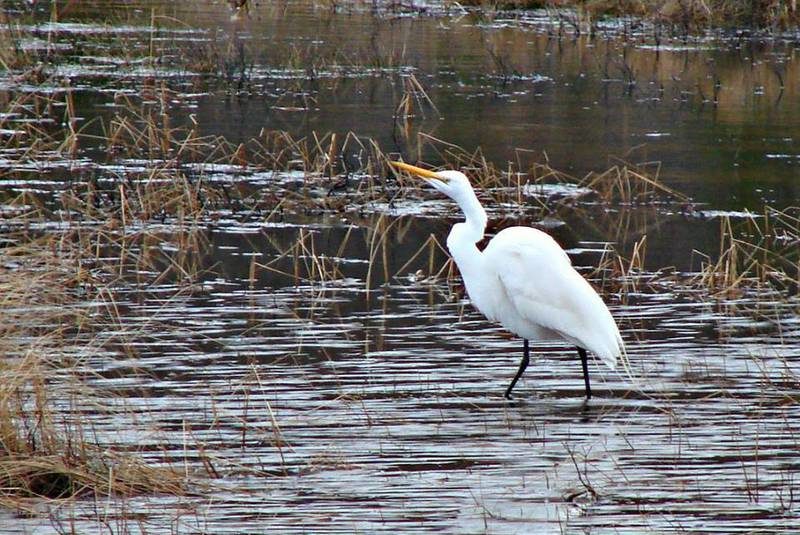A trio of great white egrets