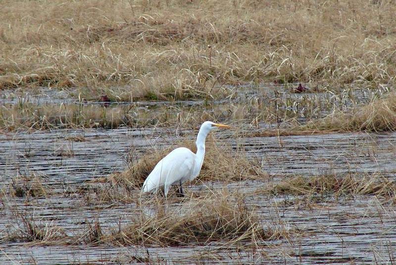 great egret