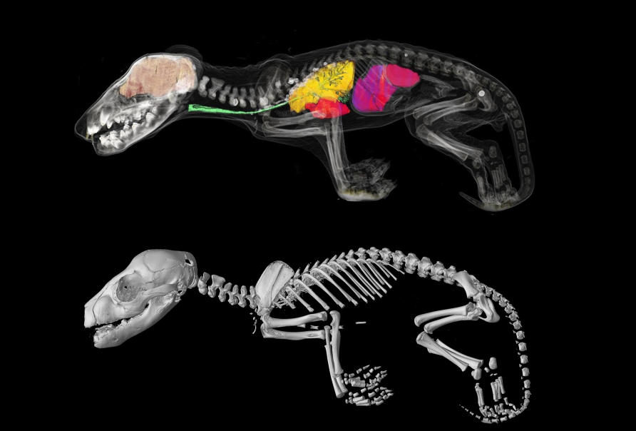 Click to enlarge Tasmanian Tiger