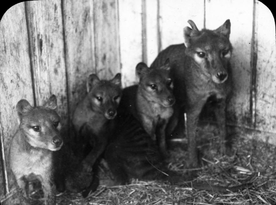 Click to enlarge Tasmanian tigers