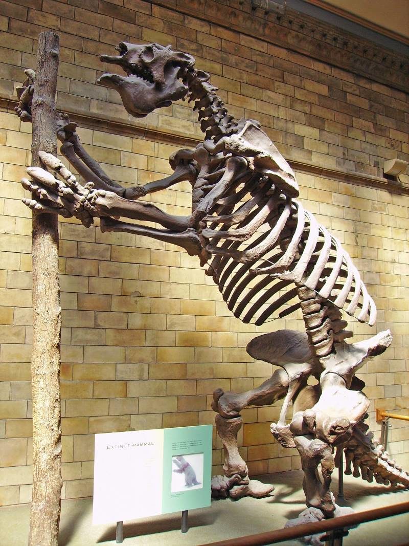 Giant ground sloth skeleton