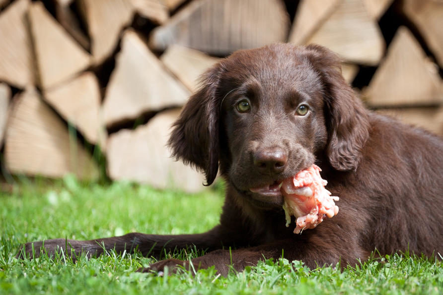 raw chicken linked paralysis dogs