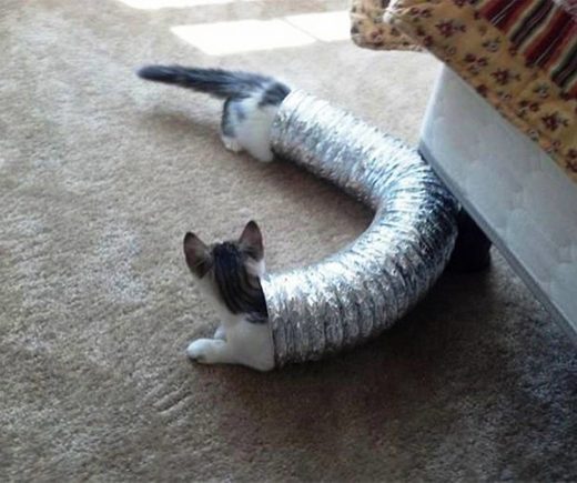 Click to enlarge Tubular cats