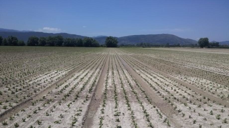 fucino carrot onion crop