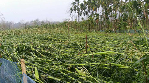 CROP DAMAGE