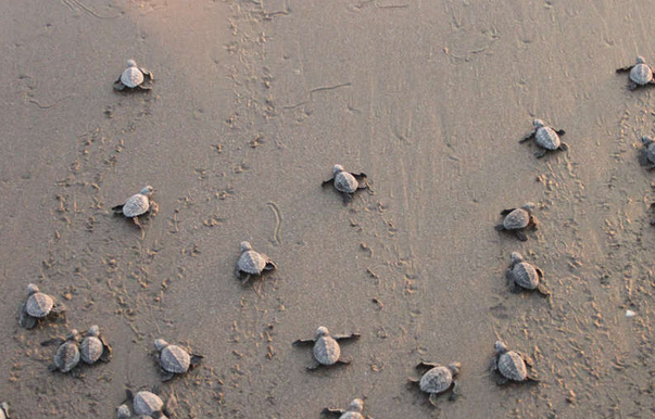 Mumbai sea turtles