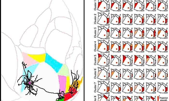 Click to enlarge neurontracing
