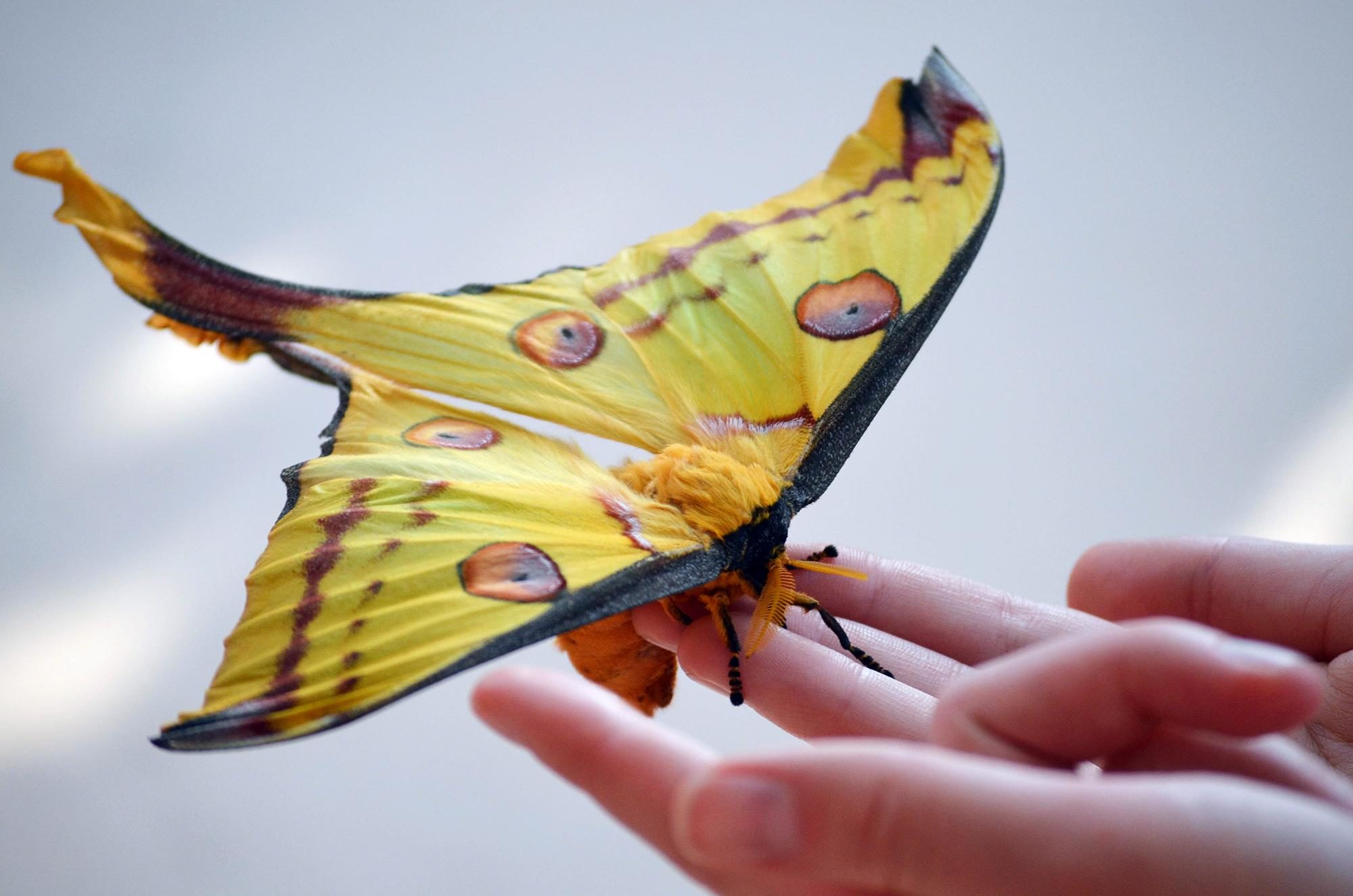 comet moth