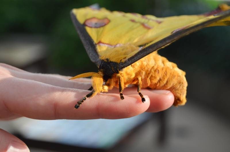 Click to enlarge comet moth