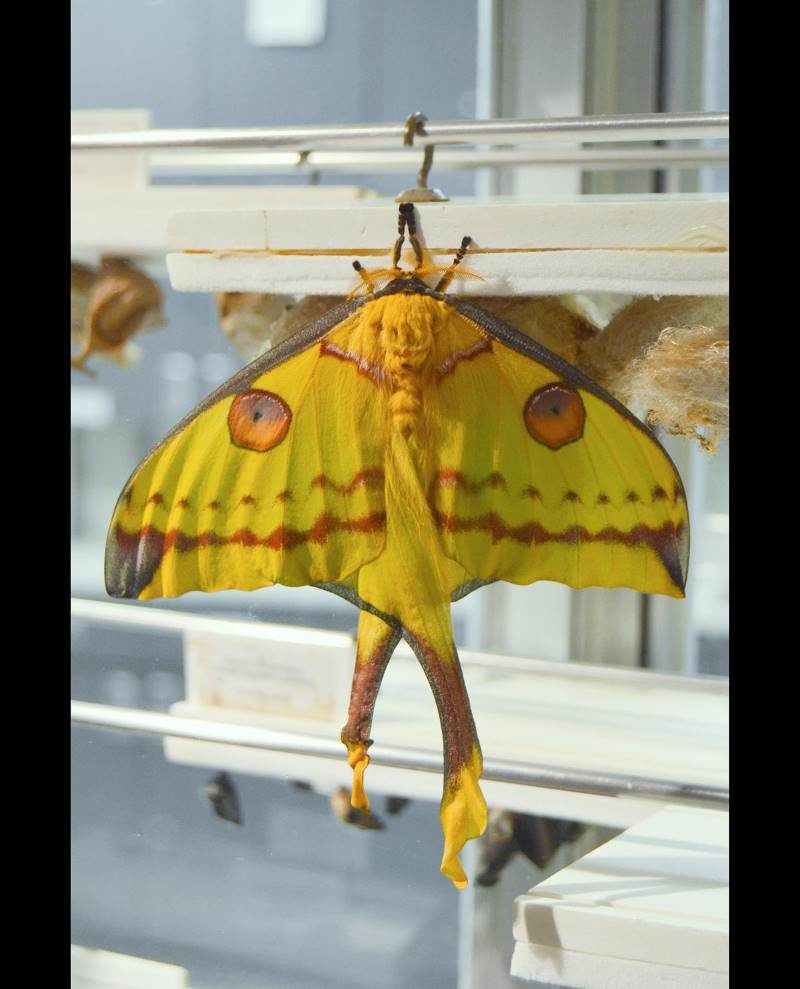 Click to enlarge comet moth