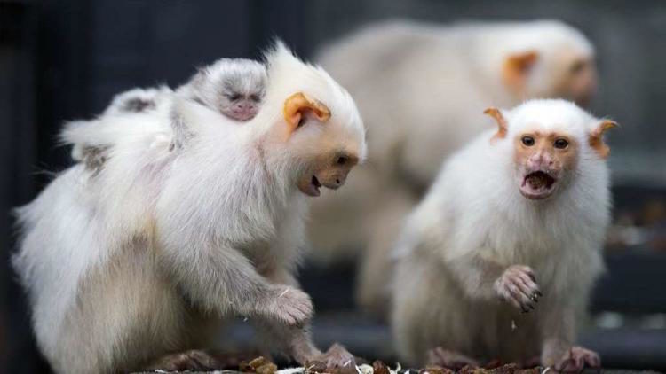 marmoset