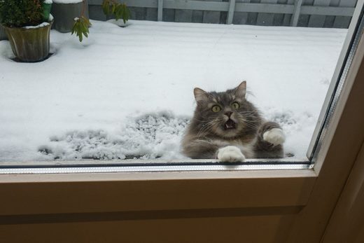 Click to enlarge Cat in Snow