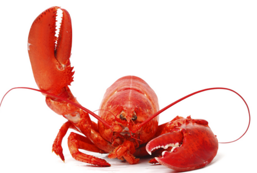 lobster