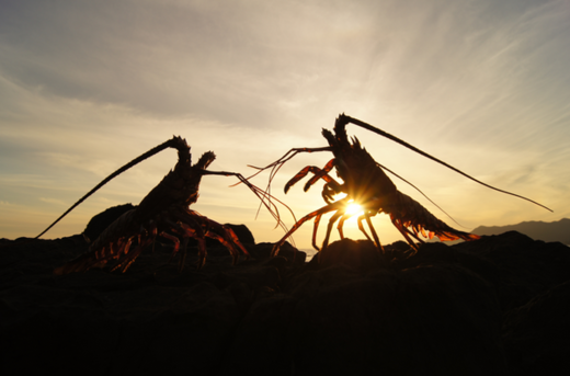 lobsters