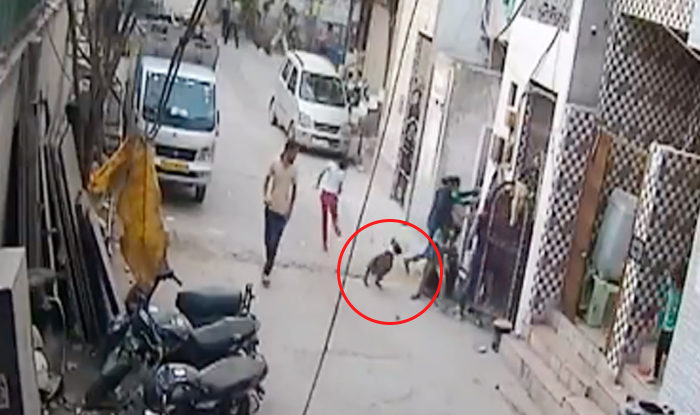 Click to enlarge pit bull attack