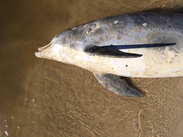 Twenty-eight dolphins have been found on the beach this year in South Mississippi.