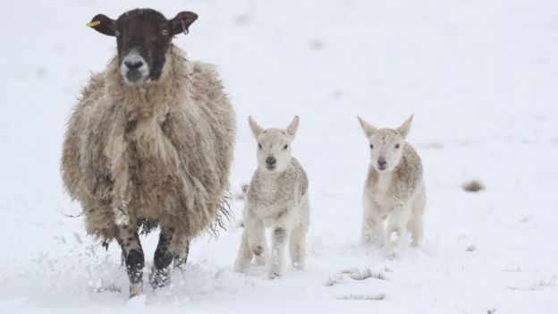 lambs, snow