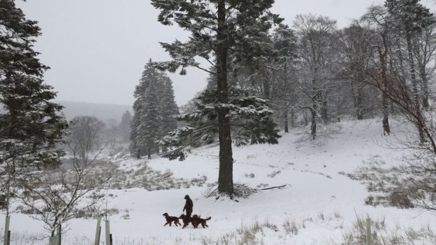 snow, dogs, forest