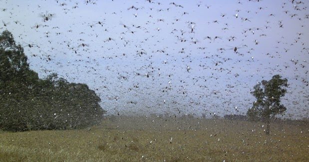 Locusts swarming through Western Australia's Pilbara and Kimberley regions