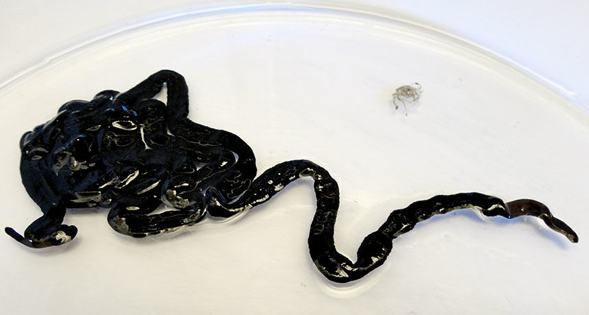 bootlace worm