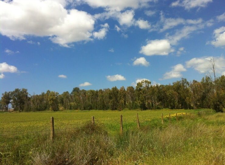 Click to enlarge Yasour