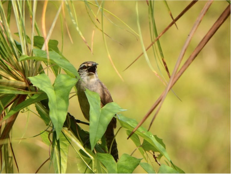 Canebrake wren