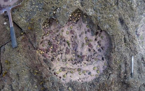 Click to enlarge dino print