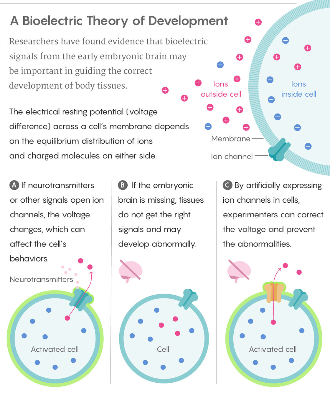 Click to enlarge bioelectric theory