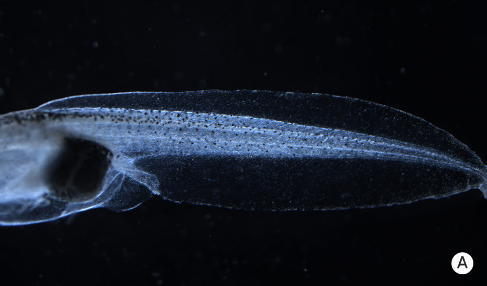 Click to enlarge tadpole biolectric